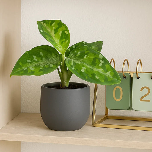 Aglaonema Pictum Tricolour Camouflage Chinese Evergreen House Plant 6cm Pot