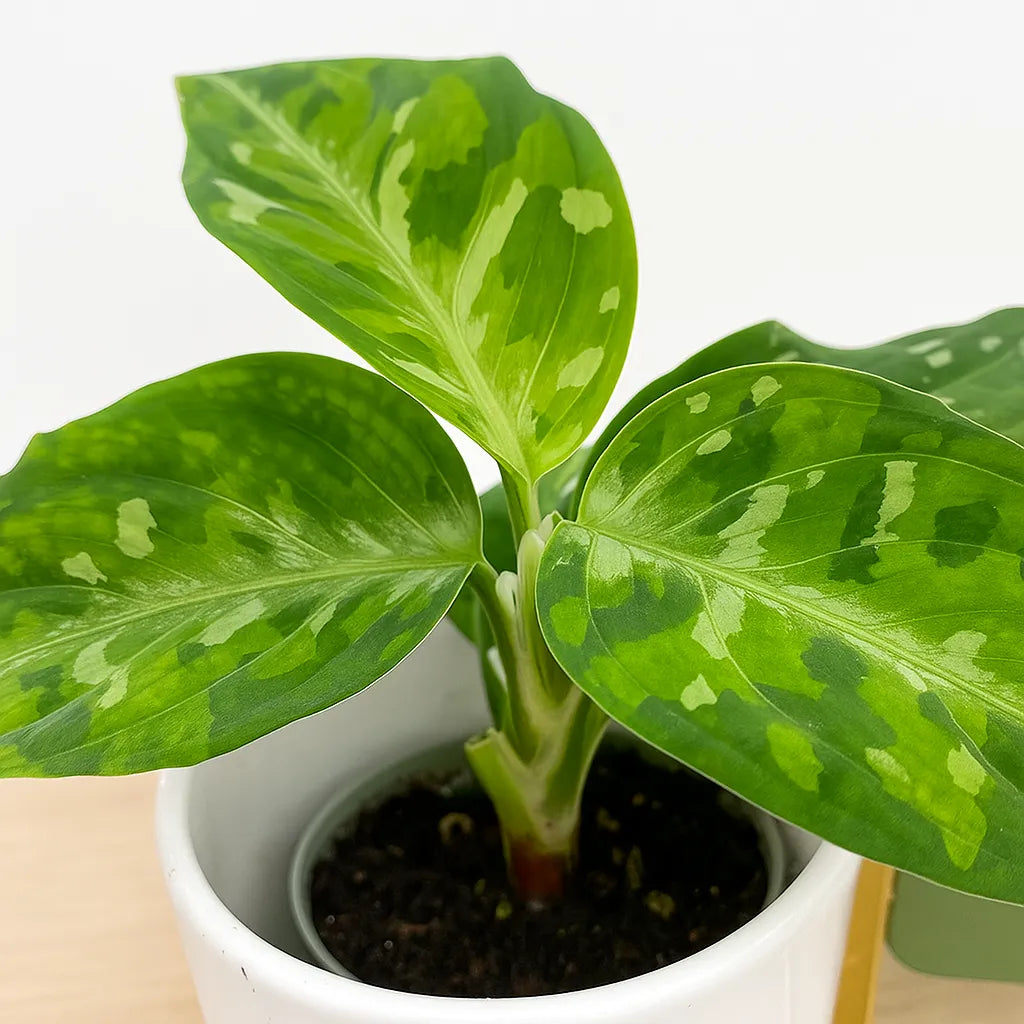 aglaonema camo Aglaonema Pictum Tricolour Camouflage Chinese Evergreen House Plant 6c – Plants For All Seasons