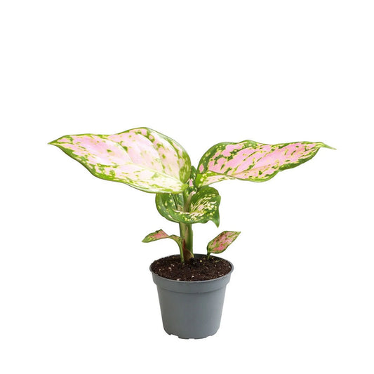 Aglaonema Red Valentine Chinese Evergreen House Plant 6cm Pot