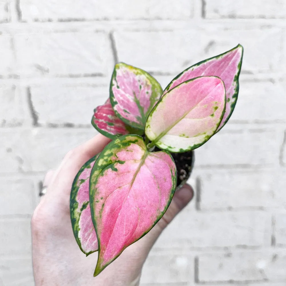 Aglaonema Red Zirkon Chinese Evergreen House Plant 6cm Pot