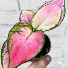 Aglaonema Red Zirkon Chinese Evergreen House Plant 6cm Pot
