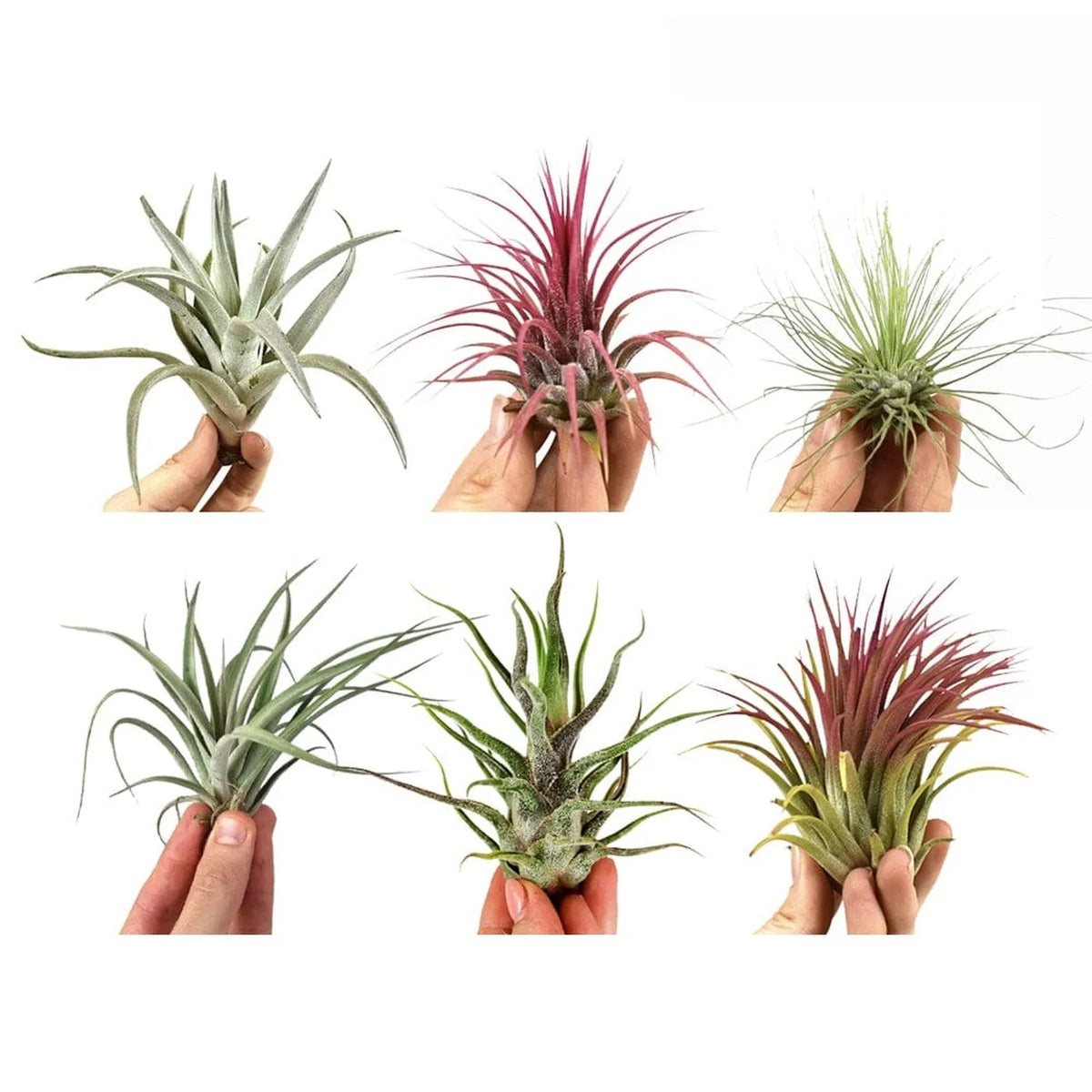 air plants uk Air Plant Mix (6 Pack) Tillandsia House Plants – Plants For All Seasons