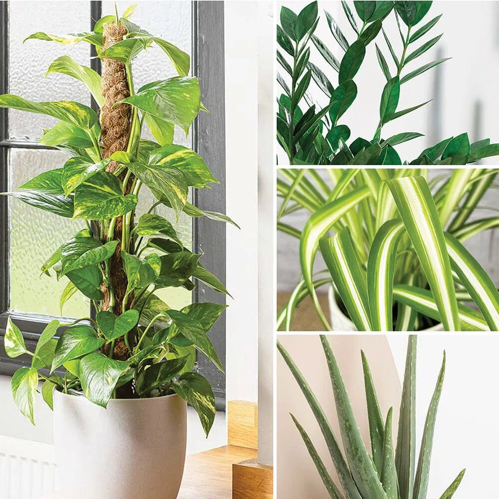 Air Purifying - Houseplant Bundle