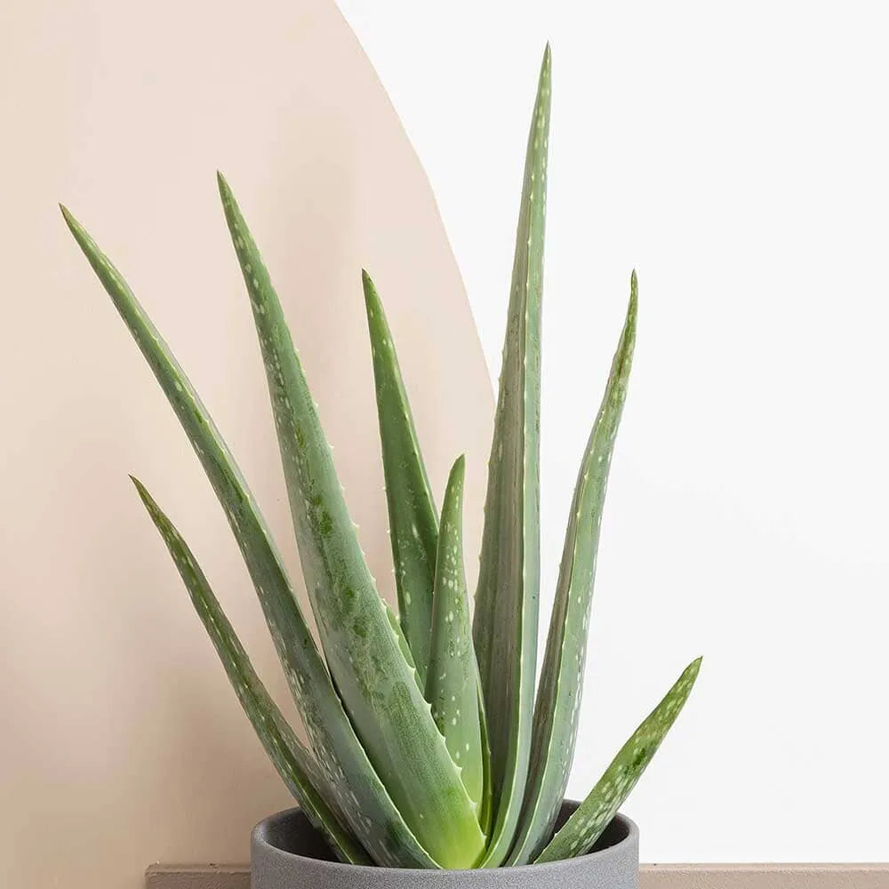 Air Purifying - Houseplant Bundle