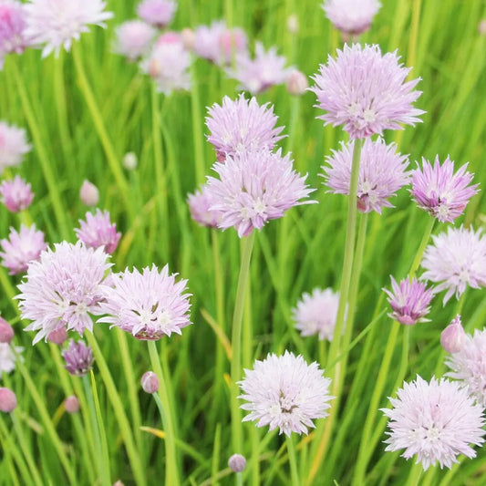Allium Schoenoprasum Aquatic Pond Plant - Chives