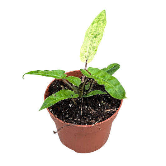 10 - 15cm Variegated Alocasia Lauterbachiana Variegata House Plant 10,5 cm Pot