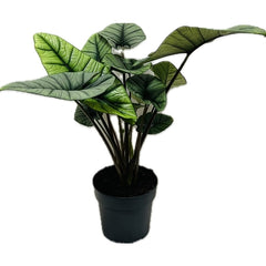 55 - 70cm Alocasia Platinum XL House Plant 19cm Pot