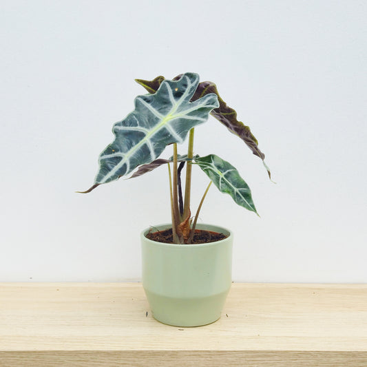 20 - 30cm Alocasia Polly Elephant Ear 12cm Pot