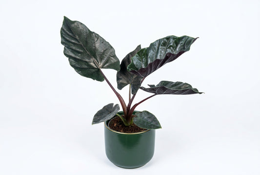 20-25cm Alocasia Antoro 12cm Pot House Plant