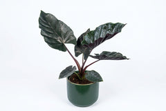 20-25cm Alocasia Antoro 12cm Pot House Plant