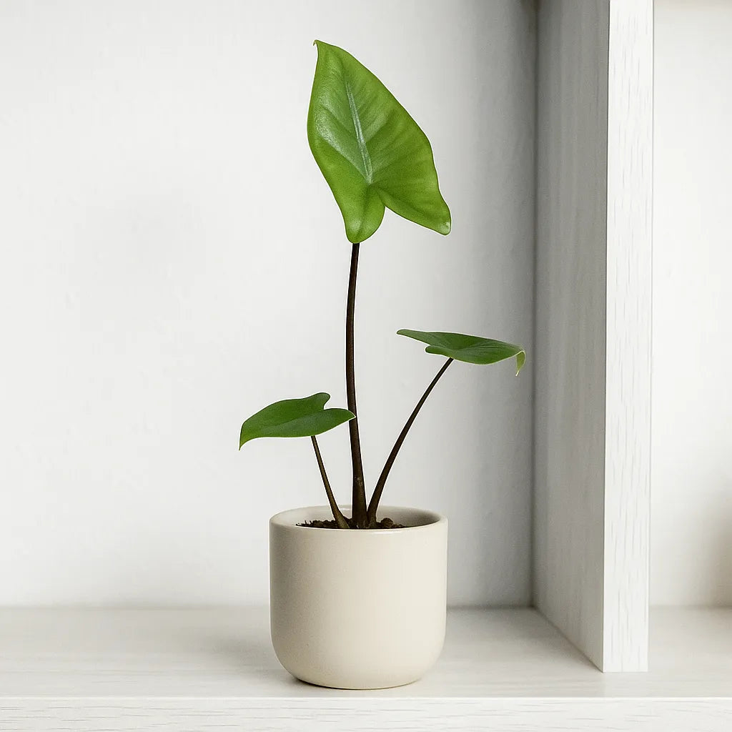 Alocasia Black Stem Zebrina Baby House Plant in 6cm Net