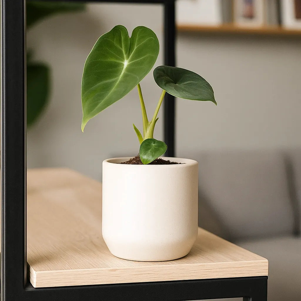 Alocasia Frydek Baby House Plant in 6cm Net