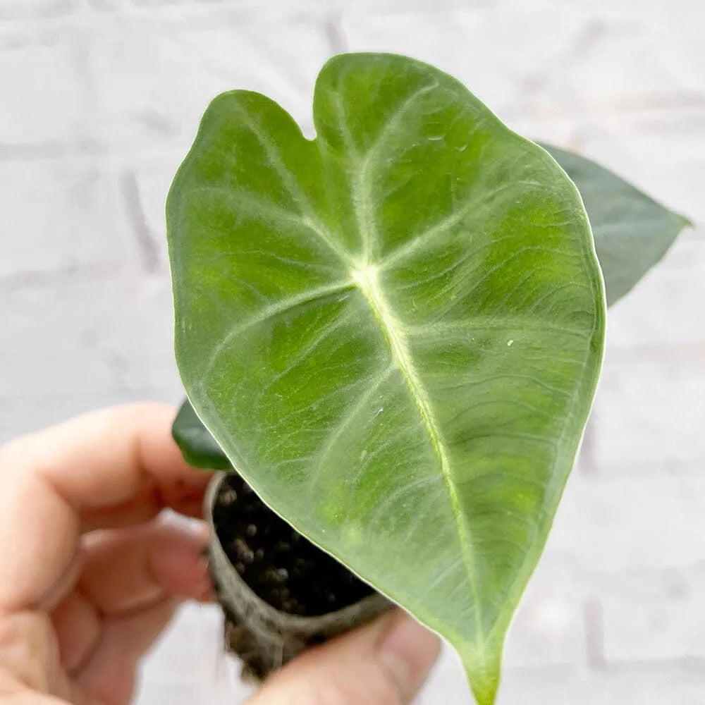 Alocasia Frydek Baby House Plant in 6cm Net