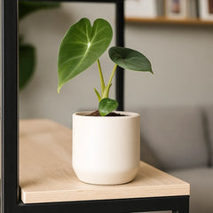 Alocasia Frydek Baby House Plant in 6cm Net