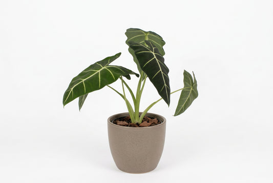 25 - 40cm Alocasia Frydek Elephant Ear 12cm Pot House Plant