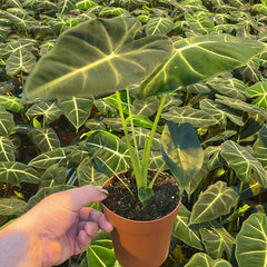 25 - 40cm Alocasia Frydek Elephant Ear 12cm Pot House Plant