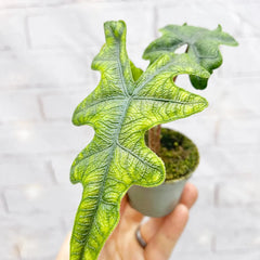 Alocasia Jacklyn Elephant Ear House Plant 6cm Pot