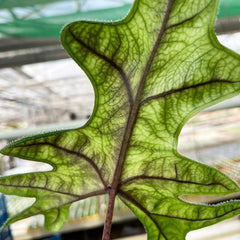 Alocasia Jacklyn Elephant Ear Pot House Plant