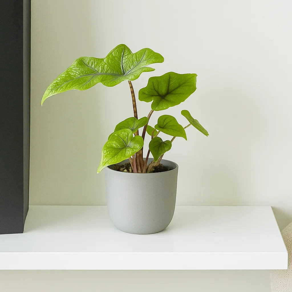 Alocasia Jacklyn Elephant Ear Pot House Plant