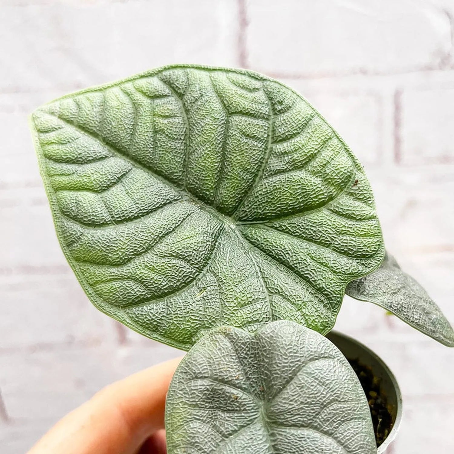 Alocasia Melo Elephant Ear House Plant 6cm Pot