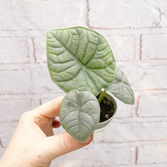 Alocasia Melo Elephant Ear House Plant 6cm Pot