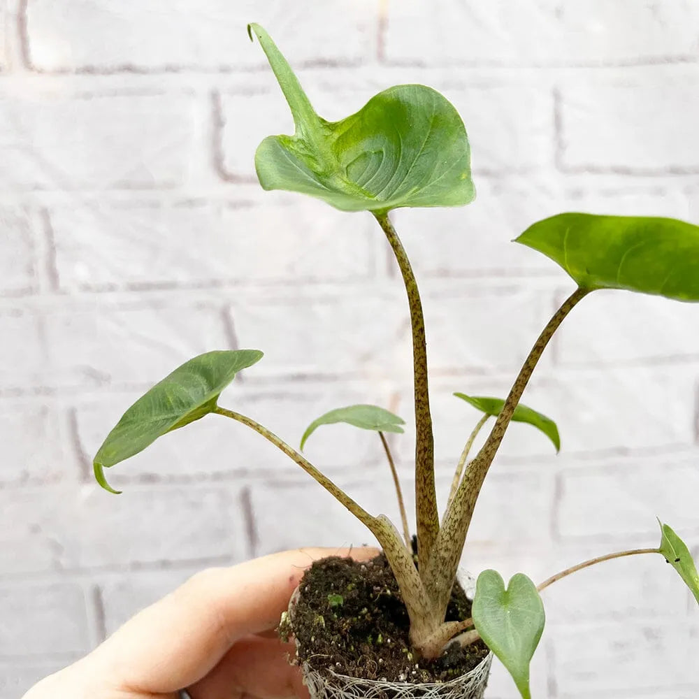 Alocasia Stingray Baby House Plant in 6cm Net