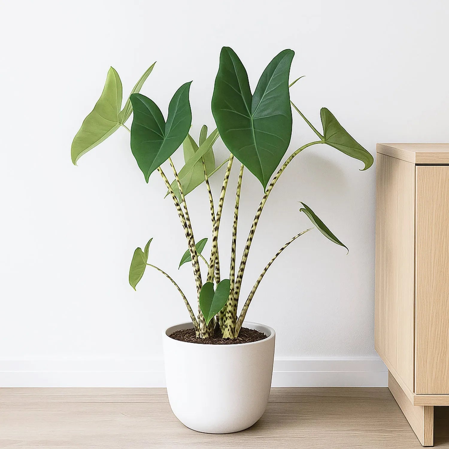 Alocasia Zebrina Elephant Ear House Plant