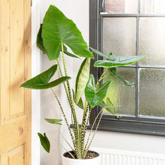 Alocasia Zebrina Elephant Ear House Plant