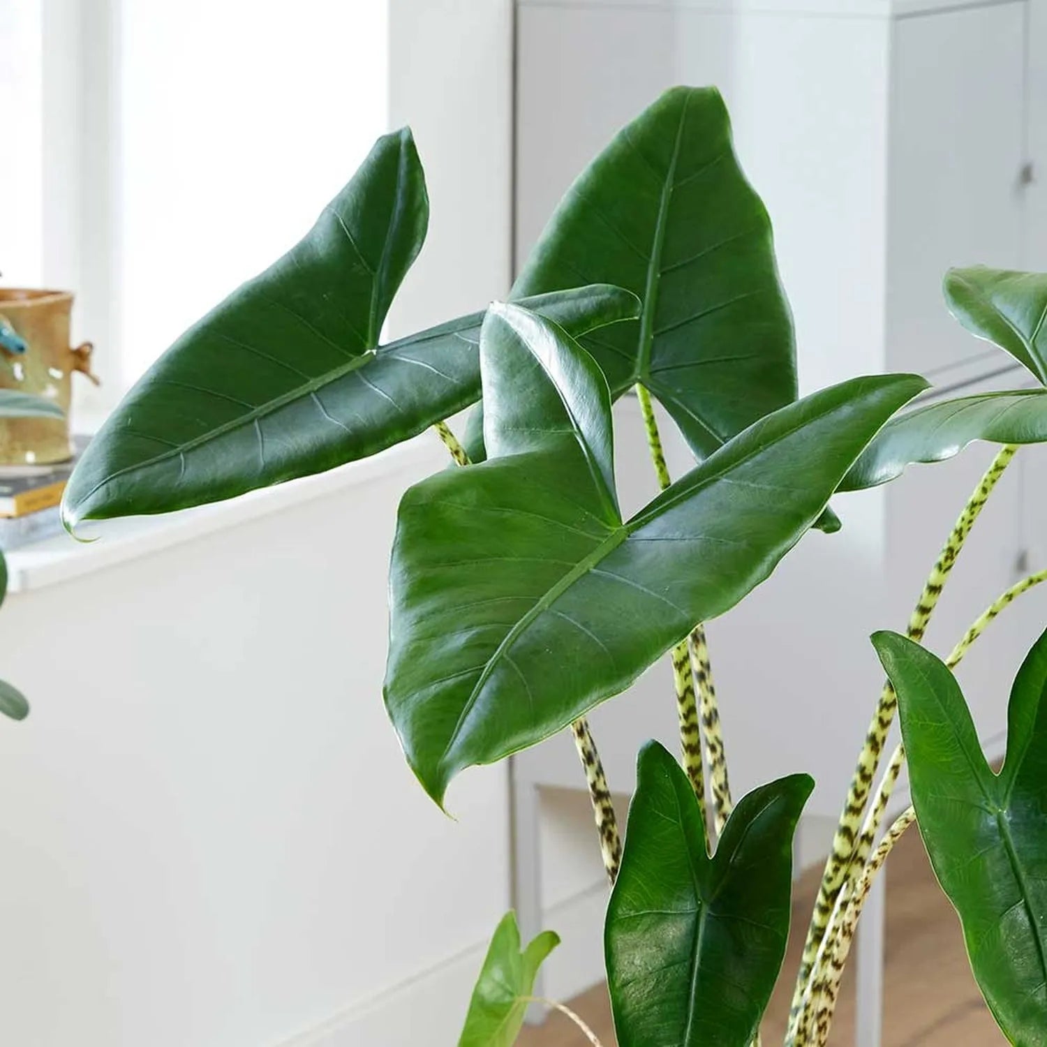 Alocasia Zebrina Elephant Ear House Plant