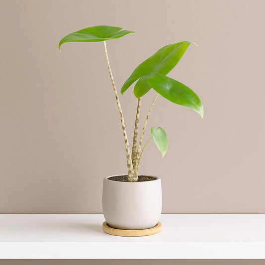 Alocasia Zebrina Elephant Ear House Plant