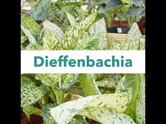 Alocasia & Dieffenbachia Potting Mix 2.5ltr