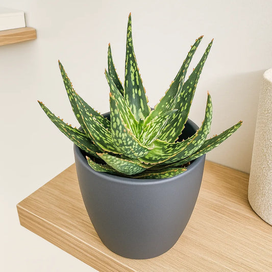 Aloe Succulent House Plant in 10.5cm Pot