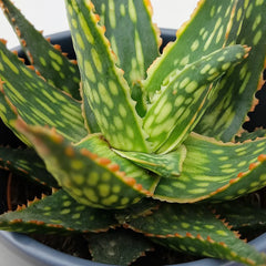 Aloe Succulent House Plant in 10.5cm Pot
