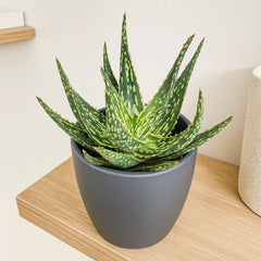 Aloe Succulent House Plant in 10.5cm Pot