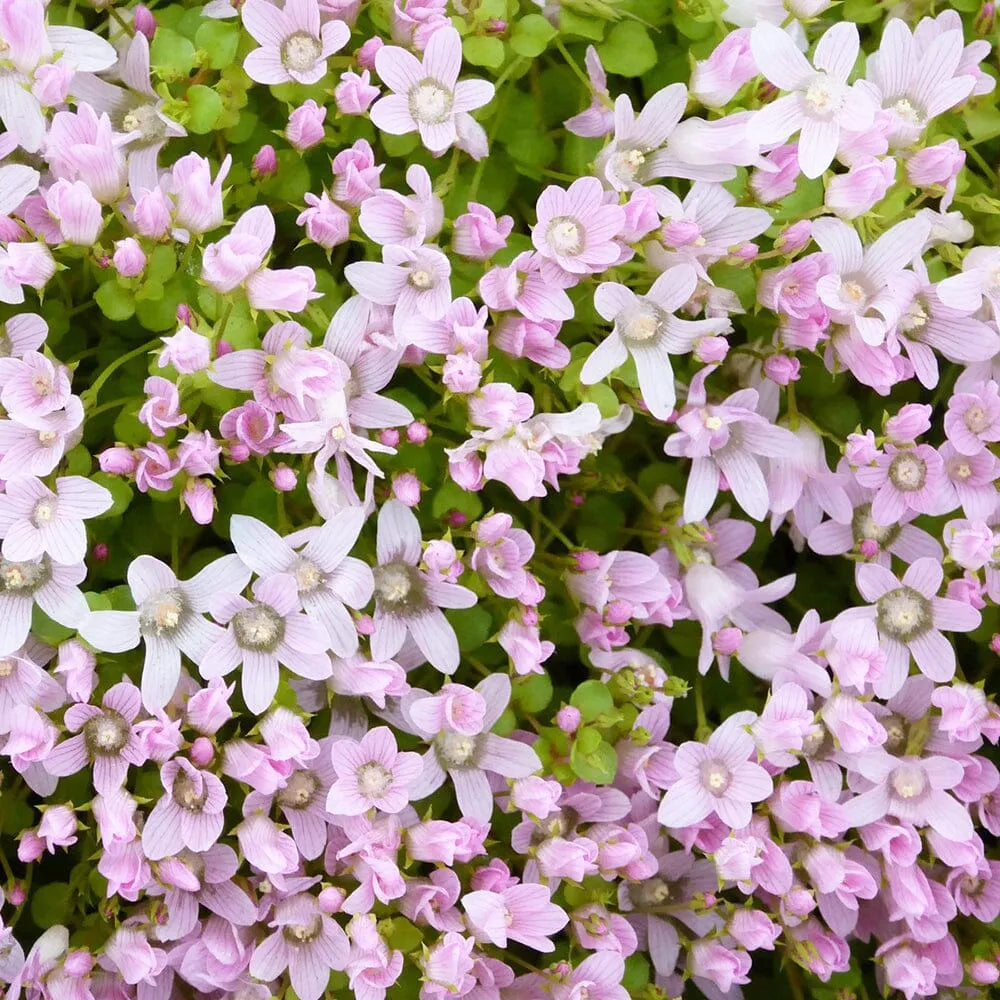 Anagallis Tenella Aquatic Pond Plant - Water Speedwell
