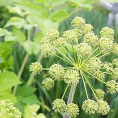 Angelica Archangelica Aquatic Pond Plant - Wild Celery