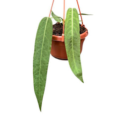 15cm Anthurium Pallidiflorum Hanging Pot House Plant 10,5 cm Pot