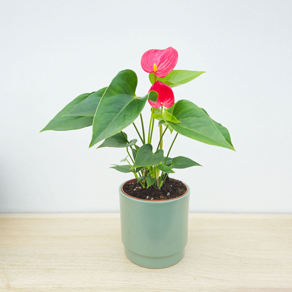 15 - 20cm Anthurium Red Flower 9cm Pot House Plant