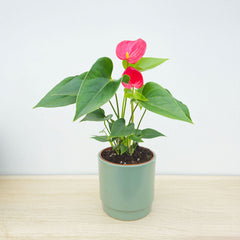 15 - 20cm Anthurium Red Flower 9cm Pot House Plant
