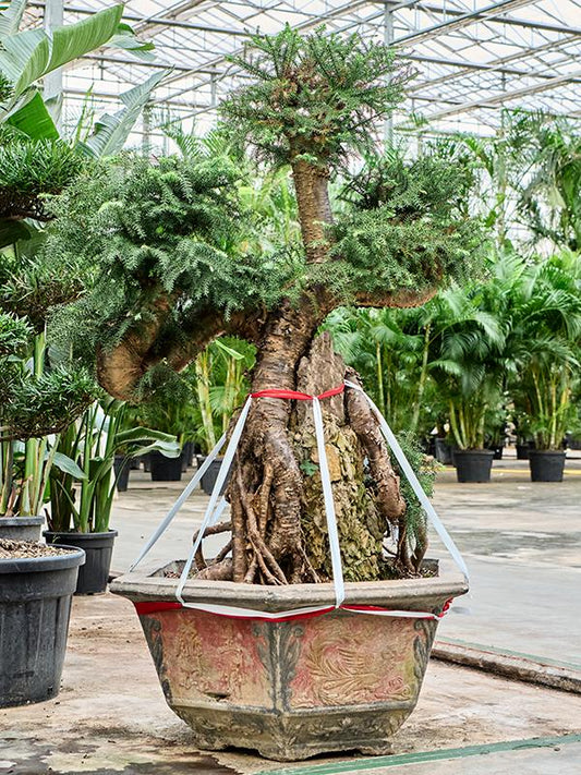 180 - 190cm Araucaria bidwillii 100cm XXL Pot House Plant