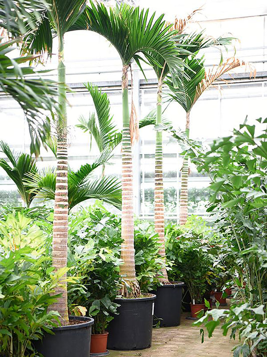 400 - 420cm Areca Catechu 80cm XXL Pot House Plant