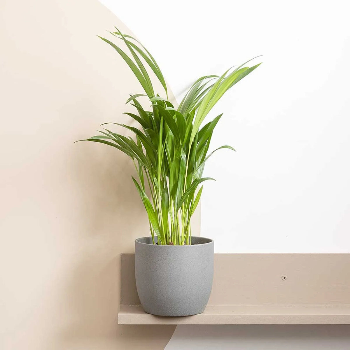 Areca Palm Dypsis Lutescens House Plant