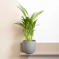 Areca Palm Dypsis Lutescens House Plant