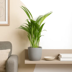 Areca Palm Dypsis Lutescens House Plant