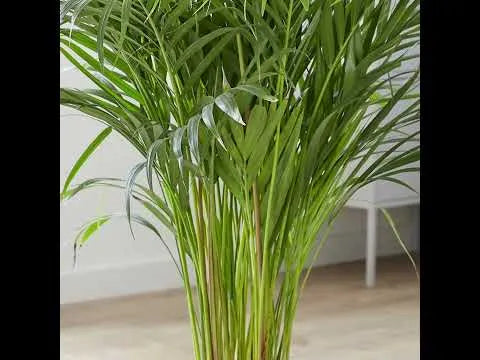 Areca Palm Dypsis Lutescens House Plant