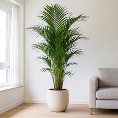 Areca Palm Dypsis Lutescens House Plant
