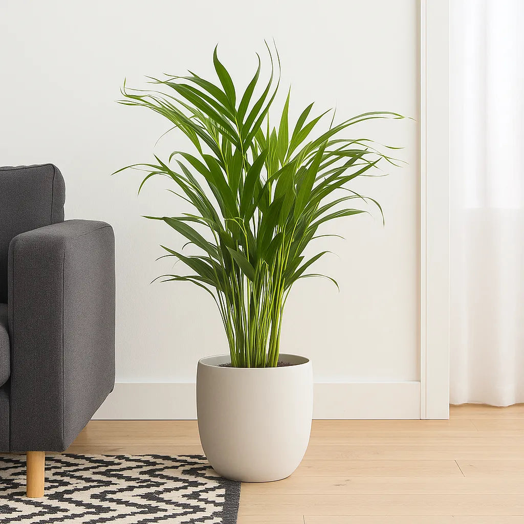 Areca Palm Dypsis Lutescens House Plant