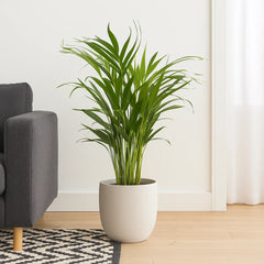 Areca Palm Dypsis Lutescens House Plant