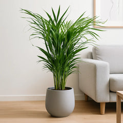 Areca Palm Dypsis Lutescens House Plant