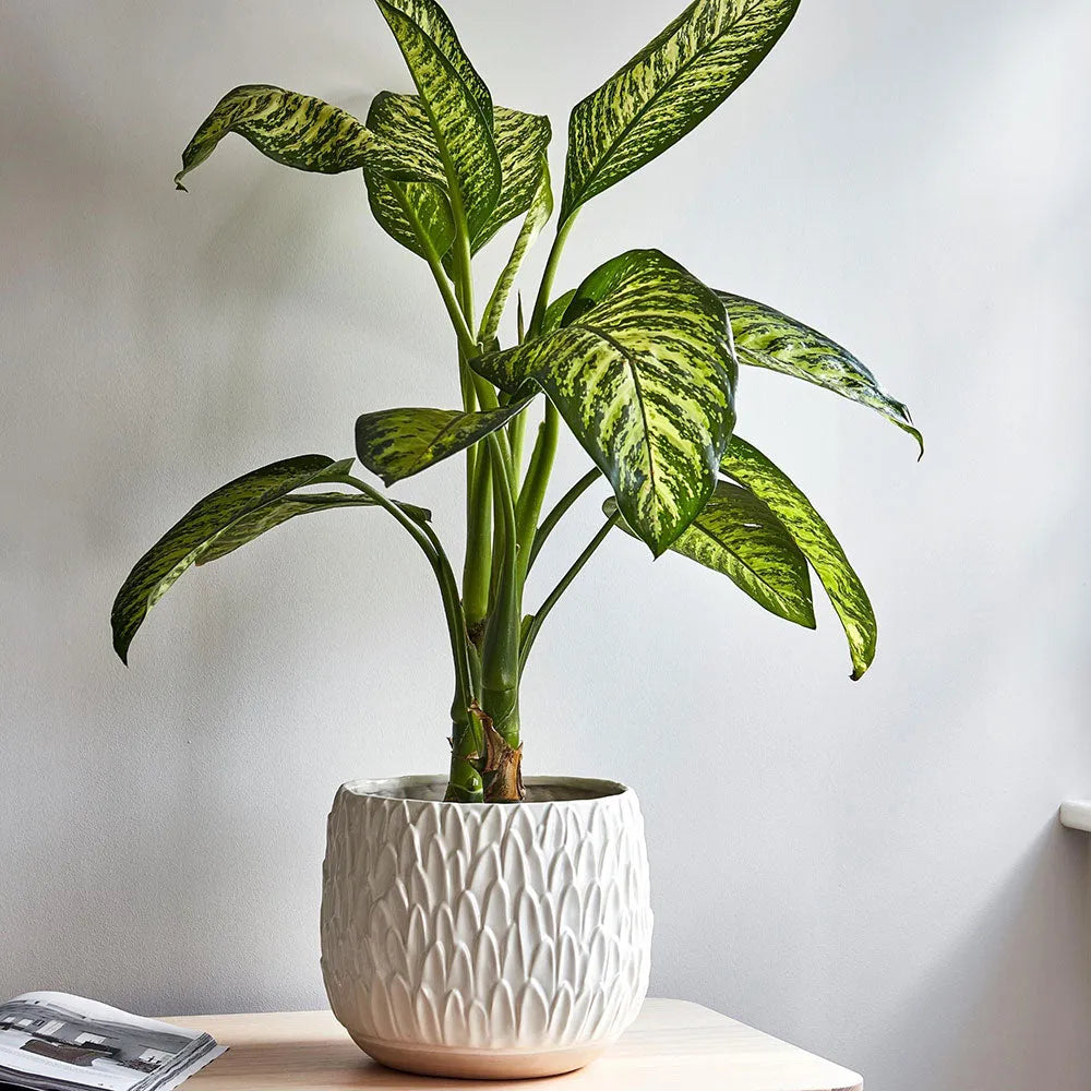 Arles Leaf Embossed White Planter 20cm Height 22cm Width